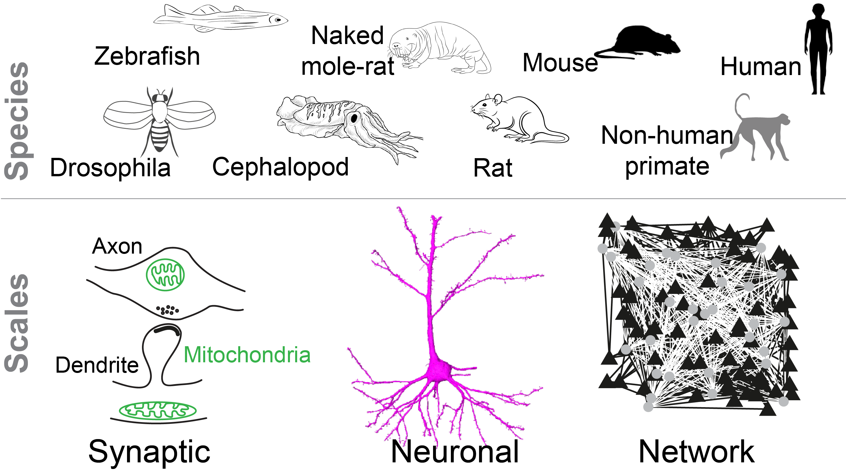 Overview of study species — zebrafish, Drosophila, naked mole-rat, cephalopod, mouse, rat, human and non-human primate — and the scales analysed: synaptic (axon, dendrite, mitochondria), neuronal, and network.